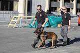 CHIEN D'INTERVENTION 065